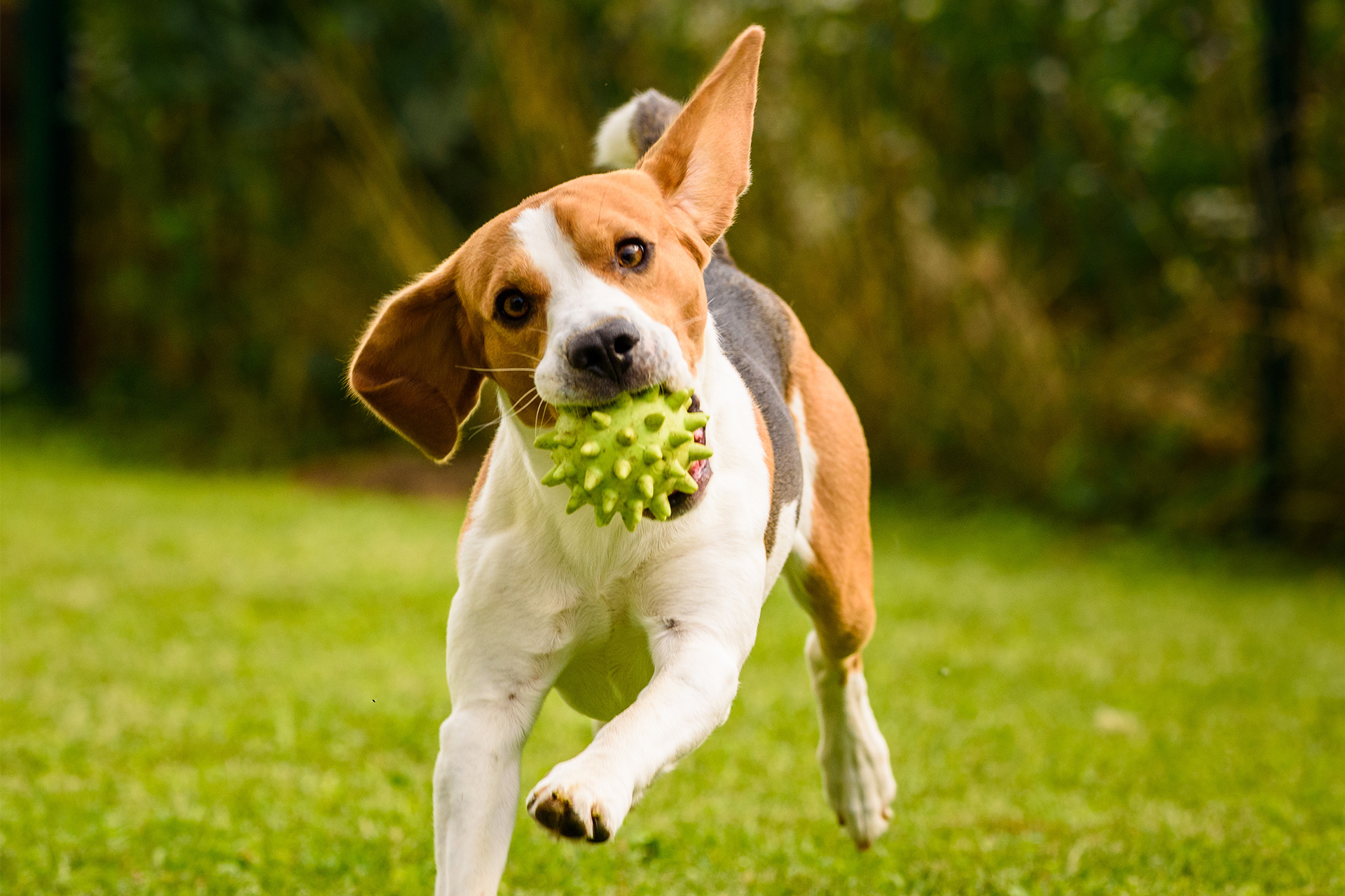 Cane che gioca in giardino del beb Antico Borgo Marcemigo