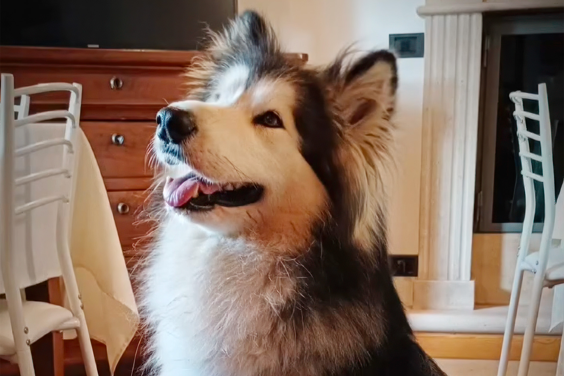 Cane Husky all'Antico Borgo Marcemigo
